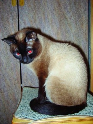 Почему Вы решили завести то или иное животное? - или такого.jpg