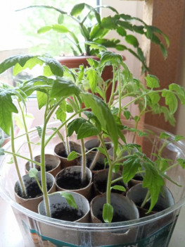 Садово-огородные дела. - IMG_20250423_104555_357.jpg