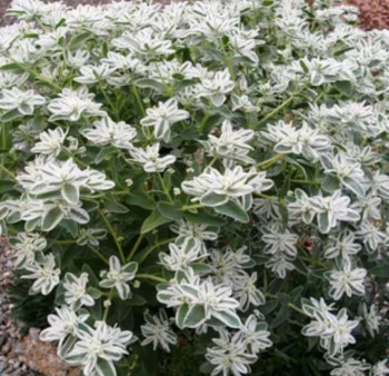 Садово-огородные дела. - Screenshot_20250423-142629.jpg