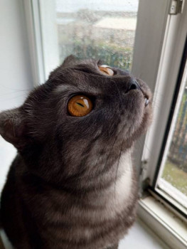 Клуб фелинологов-любителей  - IMG-20250427-WA0073.jpg