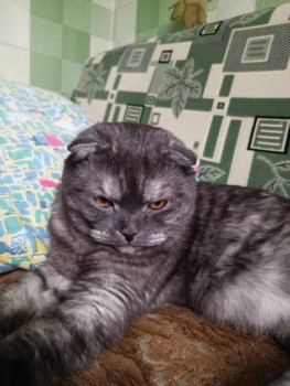 Клуб фелинологов-любителей  - IMG-20250427-WA0072.jpg