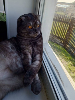 Клуб фелинологов-любителей  - IMG-20250502-WA0145.jpg