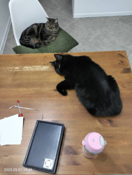 Клуб фелинологов-любителей  - IMG20250501194952.jpg
