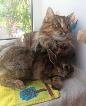 Клуб фелинологов-любителей  - Screenshot_20250503-142217.jpg