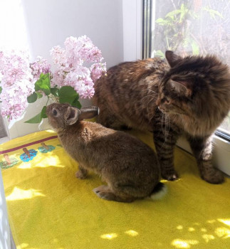 Клуб фелинологов-любителей  - 1746267704858.jpg