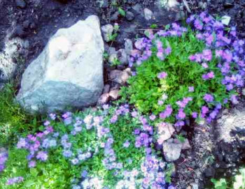 А какие Вы любите цветы? - IMG_20250515_133839_043~3.jpg