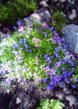 А какие Вы любите цветы? - IMG_20250515_133832_899~3.jpg