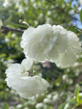 А какие Вы любите цветы? - IMG_2796.jpeg