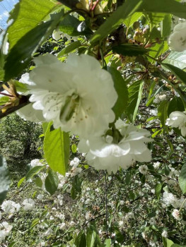 А какие Вы любите цветы? - IMG_2795.jpeg