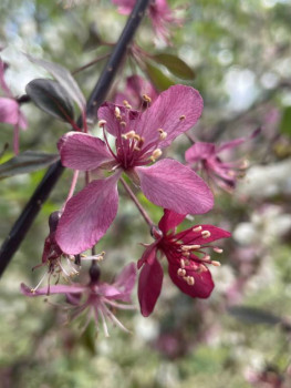 А какие Вы любите цветы? - IMG_2807.jpeg