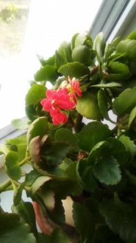 А какие Вы любите цветы? - IMG_20250517_122821_149.jpg