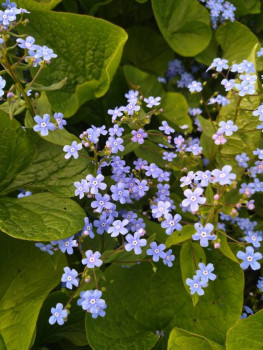 Декоративные садовые растения. - IMG_20250517_154721.jpg