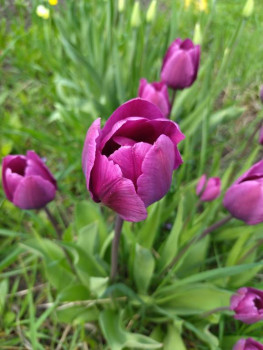 Декоративные садовые растения. - IMG_20250517_154803.jpg