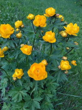 Декоративные садовые растения. - IMG_20250517_154841.jpg