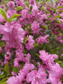 А какие Вы любите цветы? - 1747534759661.jpg