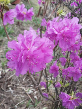 А какие Вы любите цветы? - IMG_20250517_174511_359.jpg