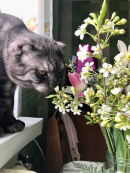 Клуб фелинологов-любителей  - IMG-20250519-WA0149.jpg