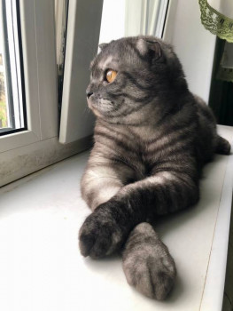 Клуб фелинологов-любителей  - IMG-20250512-WA0007.jpg