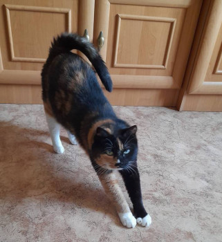 Клуб фелинологов-любителей  - 20250409_081821.jpg