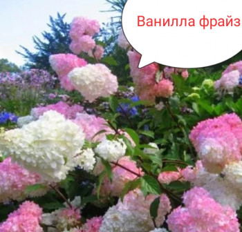 А какие Вы любите цветы? - Screenshot_20250529-235909.jpg