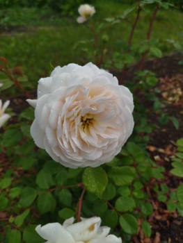 Дыхание роз - IMG_20250627_142633.jpg