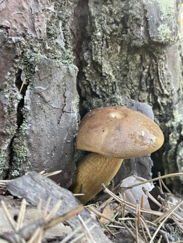 Чем сегодня занимались-3 - IMG_3988.jpeg