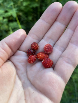 Чем сегодня занимались-3 - IMG_3965.jpeg