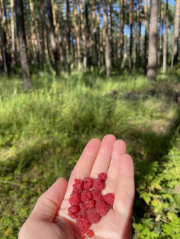 Чем сегодня занимались-3 - IMG_3953.jpeg