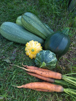 Прямо с грядки Наш урожай  - IMG_20250720_121039.jpg