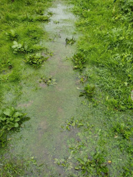 Прямо с грядки Наш урожай  - IMG_20250721_103637.jpg