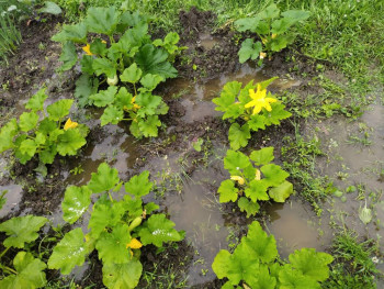 Прямо с грядки Наш урожай  - IMG_20250721_103653.jpg