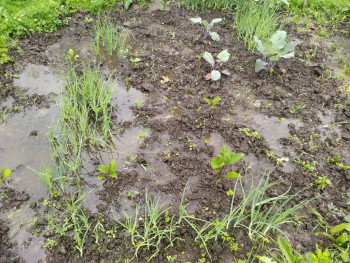 Прямо с грядки Наш урожай  - IMG_20250721_103701.jpg