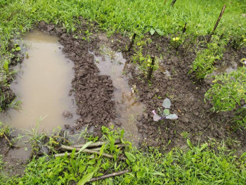 Прямо с грядки Наш урожай  - IMG_20250721_103712.jpg