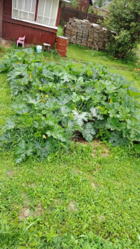 Прямо с грядки Наш урожай  - IMG-20250721-WA0018.jpg