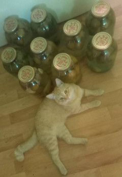 Заготовки на зиму - IMG_20250728_122735.jpg