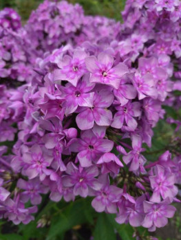 Поздравляем Лючия с Днём рождения  - IMG_20250726_143545.jpg