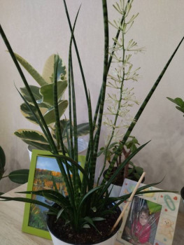 Мои комнатные растения. - IMG_20250731_202909.jpg