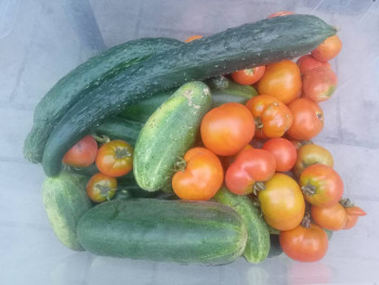 Прямо с грядки Наш урожай  - IMG20250731201150.jpg