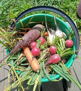 Прямо с грядки Наш урожай  - IMG_20250731_151105.jpg