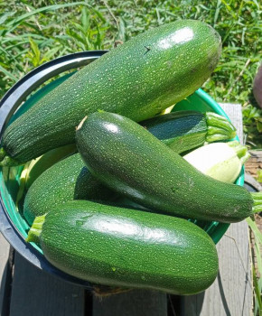 Прямо с грядки Наш урожай  - IMG_20250731_151121.jpg