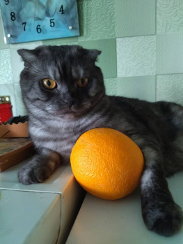 Клуб фелинологов-любителей  - IMG_20250725_140744.jpg