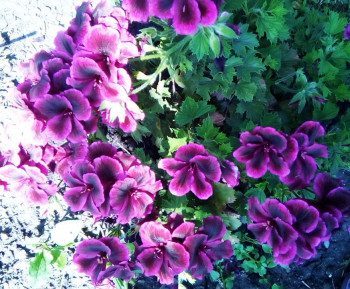 А какие Вы любите цветы? - IMG_20250803_092049_978~2.jpg