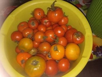 Прямо с грядки Наш урожай  - IMG20250805221439.jpg