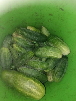 Прямо с грядки Наш урожай  - IMG20250805221314.jpg