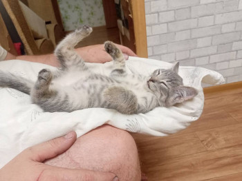 Клуб фелинологов-любителей  - IMG20250804212332.jpg