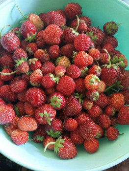 Соседка угостила дочь.