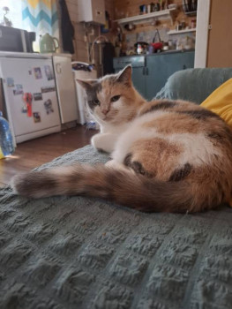 Клуб фелинологов-любителей  - 20250711_115920.jpg