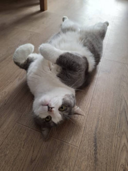 Клуб фелинологов-любителей  - 20250530_111552.jpg