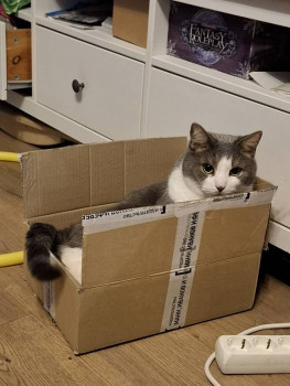 Клуб фелинологов-любителей  - 20250529_222540.jpg