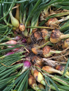 Прямо с грядки Наш урожай  - IMG_20250816_125004.jpg